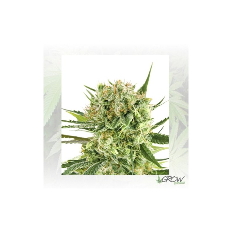 Royal Cookies Auto Royal Queen Seeds - 5 Seeds