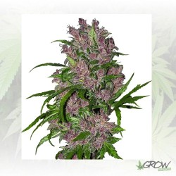 Purple Bud White Label - 3...