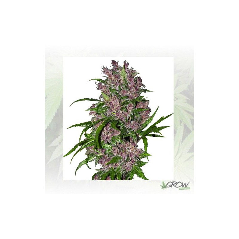 Purple Bud White Label - 3 Seeds