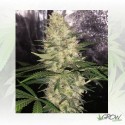 Critical Sensi Star Delicious Seed - 10 Seeds