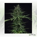 May Day Express Positronics - 1 Seed