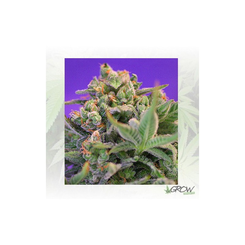 Sweet Cheese F1 Fast Version® Sweet Seeds - 5 Seed