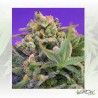 Sweet Cheese F1 Fast Version® Sweet Seeds - 5 Seed