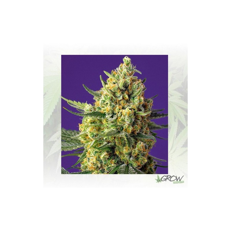 Crystal Candy XL Auto® Sweet Seeds - 3 Seeds