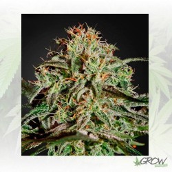 A.M.S Green House Seeds® -...