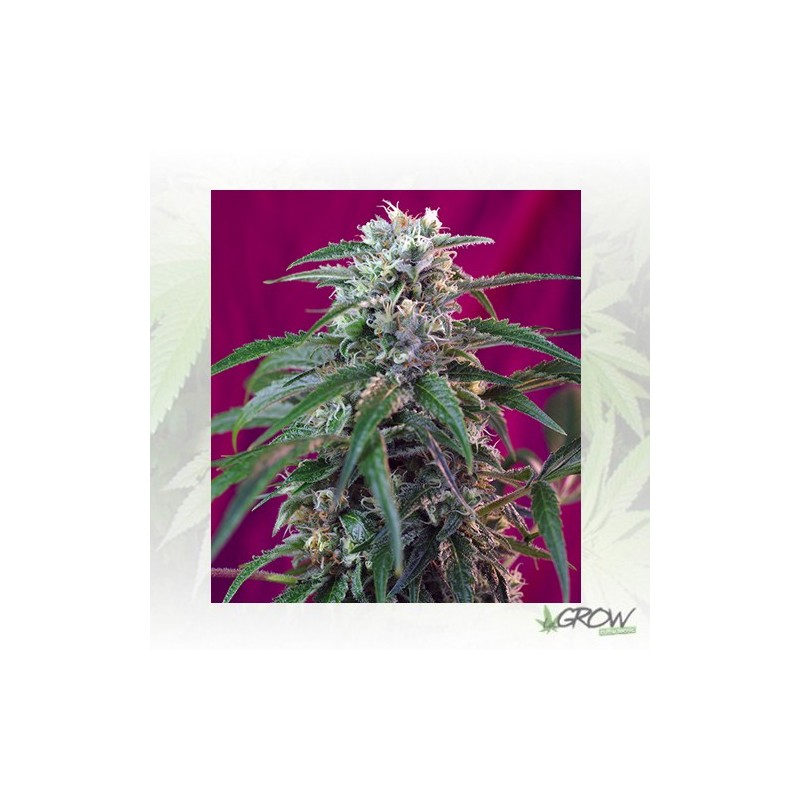 Green Poison Auto® Sweet Seeds - 5 Seeds