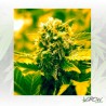 LowRyder 2 Doctor's Choice - 3 Seeds 