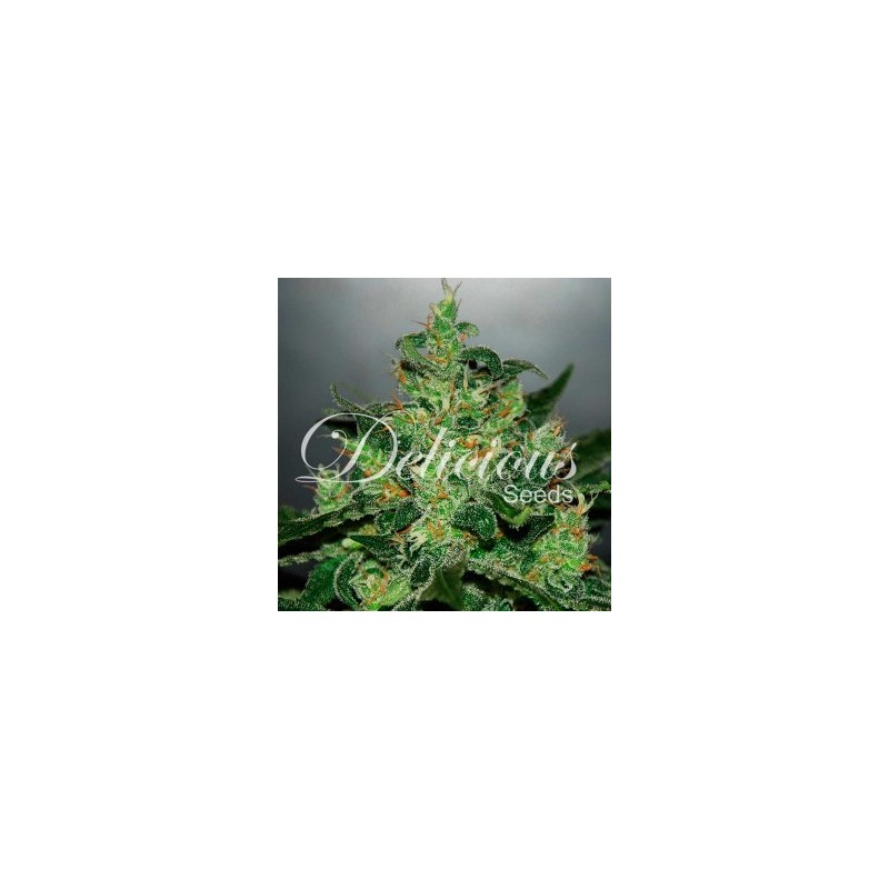 Critical Jack Herer Delicious Seeds - 1 Seed