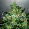 Critical Jack Herer Delicious Seeds - 1 Seed