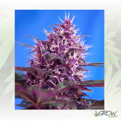 Red Poison Auto® Sweet Seeds - 3 Seeds