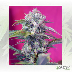 Cream Mandarine Auto® Sweet Seeds - 3 Seeds