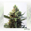 Toxic Ripper Seeds - 3 Seeds