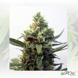 Toxic Ripper Seeds - 3 Seeds