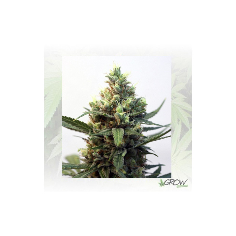 Toxic Ripper Seeds - 5 Seeds