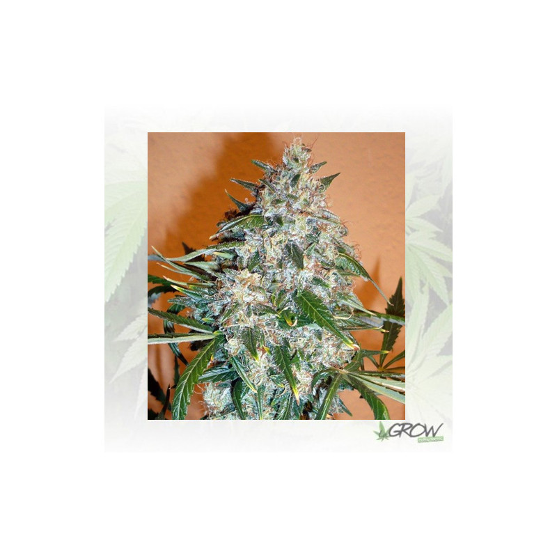 Kali Mist Regular Serious Seeds - 11 Seeds