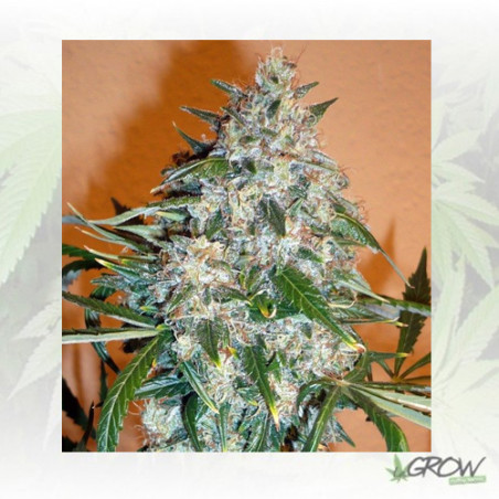 Kali Mist Regular Serious Seeds - 11 Seeds