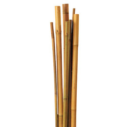 Tutor Bambú 1m - 1 Ud.