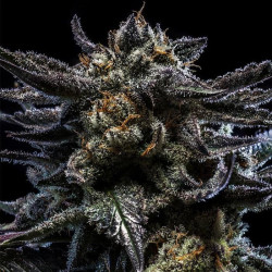 Zombie Kush Ripper Seeds - 3 Seeds