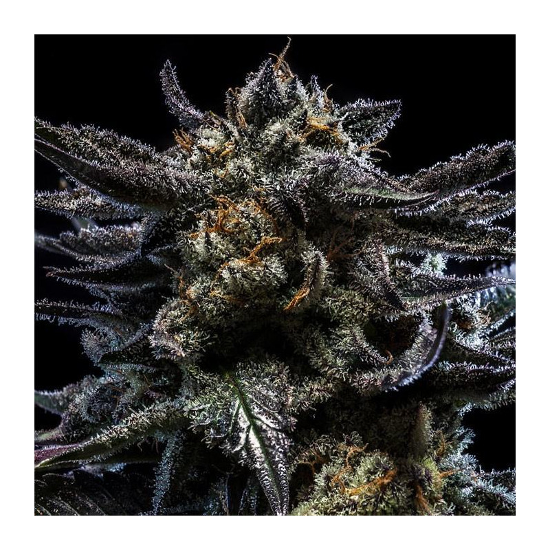 Zombie Kush Ripper Seeds - 3 Seeds