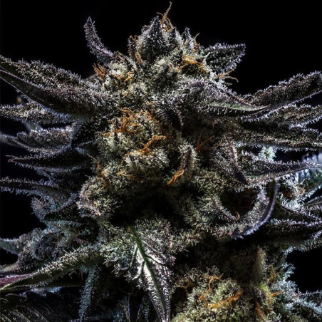 Zombie Kush Ripper Seeds - 3 Seeds