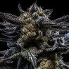 Zombie Kush Ripper Seeds - 3 Seeds