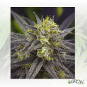 Zombie Kush Ripper Seeds - 3 Seeds