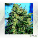 Jack La Mota Medical Seeds - 1 Seed