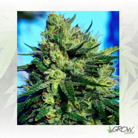 Jack La Mota Medical Seeds - 1 Seed