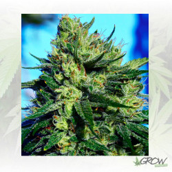 Jack La Mota Medical Seeds - 5 Seeds
