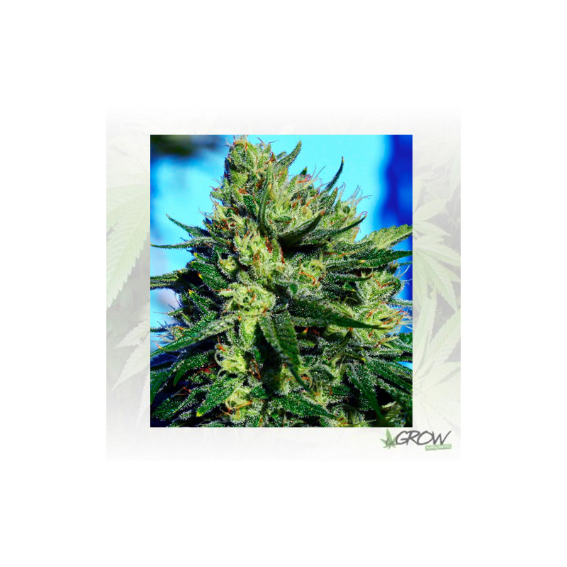 Jack La Mota Medical Seeds - 5 Seeds
