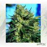 Jack La Mota Medical Seeds - 5 Seeds