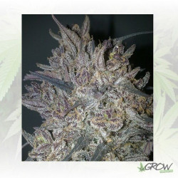Ketama Feminizada World Of Seeds - 3 Seeds