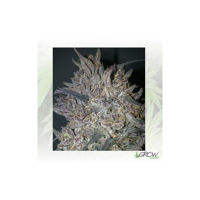 Ketama Feminizada World Of Seeds - 3 Seeds