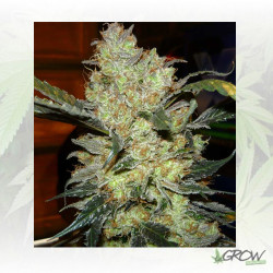 King's Kush Green House Seeds® - 5 Seeds