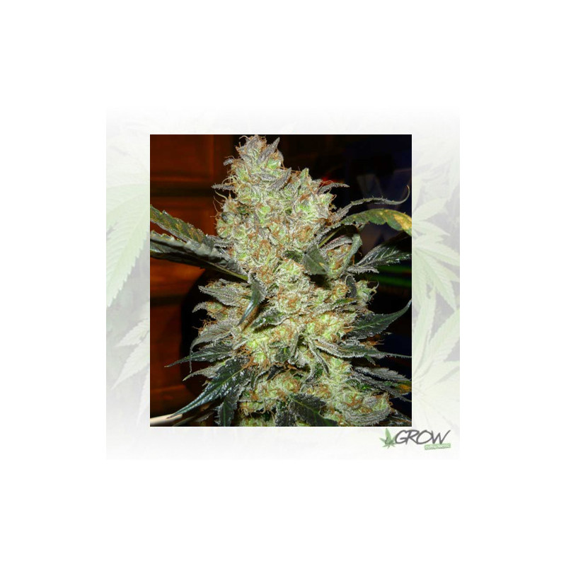 King's Kush Green House Seeds® - 5 Seeds
