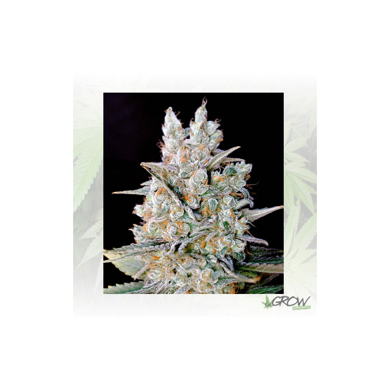 Kritikal Bilbo Auto Genehtik - 1 Seed