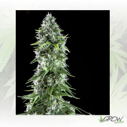 Kritikal Bilbo x Ak 47 Genehtik - 1 Seed