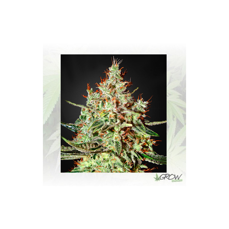 K-Train Green House Seeds® - 5 Seeds