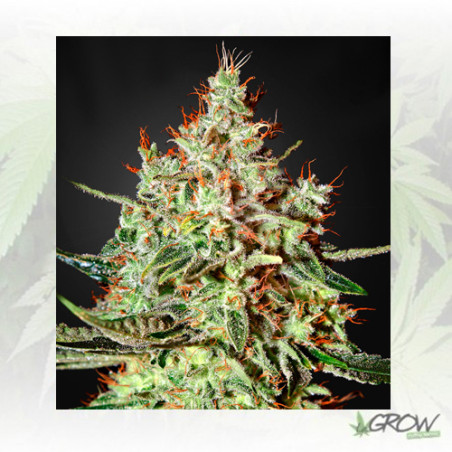 K-Train Green House Seeds® - 5 Seeds