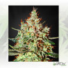 K-Train Green House Seeds® - 5 Seeds