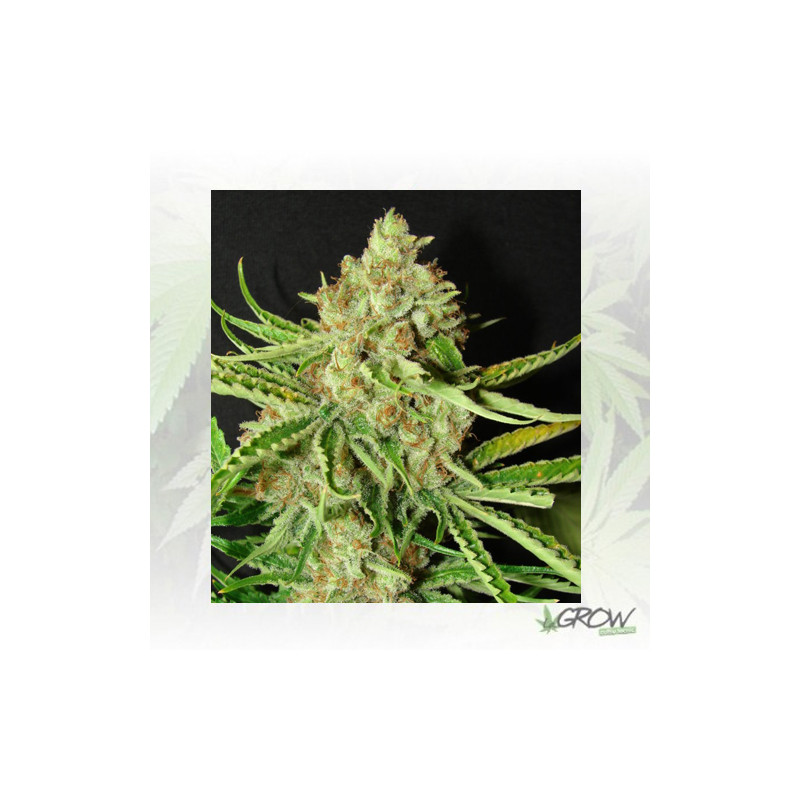 L.A. Ultra Resin Seeds - 3 Seeds