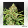 L.A. Ultra Resin Seeds - 3 Seeds