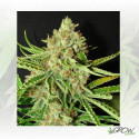 L.A. Ultra Resin Seeds - 5 Seeds