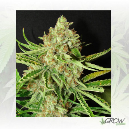 L.A. Ultra Resin Seeds - 5 Seeds