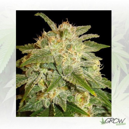 La Bella Afrodita Auto Delicious Seeds - 3 Seeds
