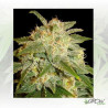 La Bella Afrodita Auto Delicious Seeds - 3 Seeds
