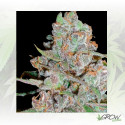 La Diva Auto Delicious Seeds - 5 Seeds