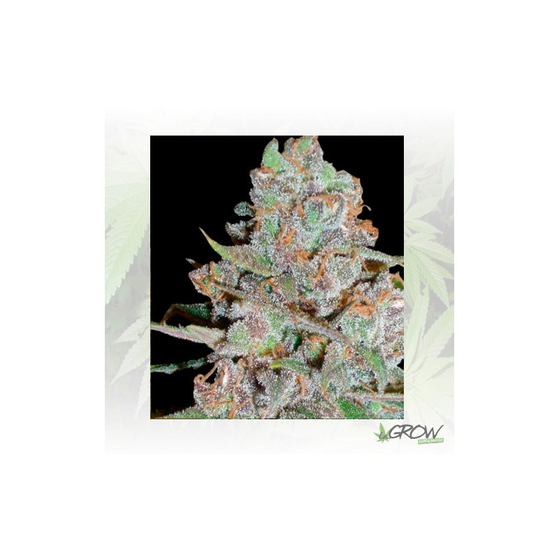 La Diva Auto Delicious Seeds - 5 Seeds