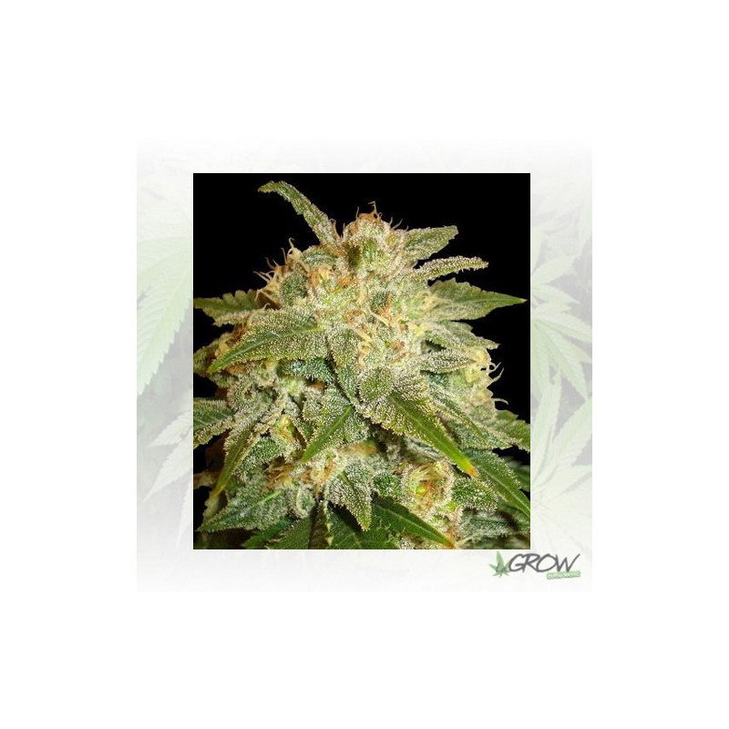 La Bella Afrodita Auto Delicious Seeds - 5 Seeds