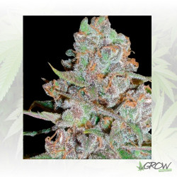 La Diva Auto Delicious Seeds - 3 Seeds